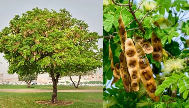 شجرة اللبخ (Albizia lebbeck)
مشتل حدائق الندى