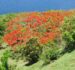 شجرة بونسيانا (Delonix regia)