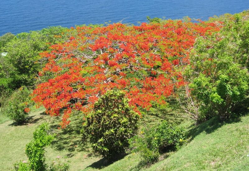 شجرة بونسيانا (Delonix regia)