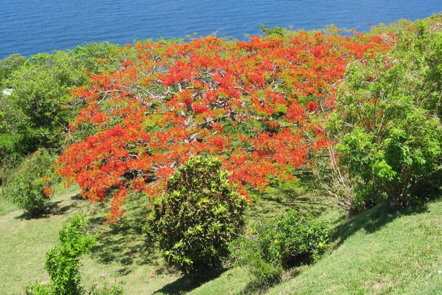 شجرة بونسيانا (Delonix regia)